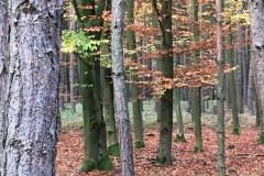 krubertová