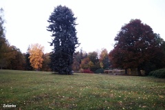 zelenka-k